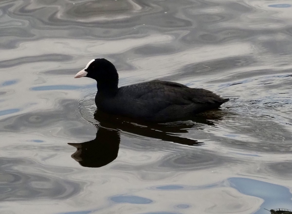 lyska černá - ML623377420