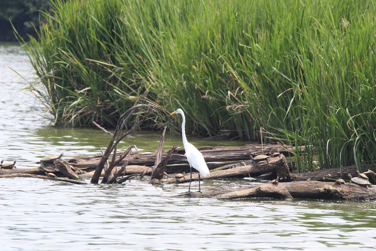 Great Egret - George Dokes