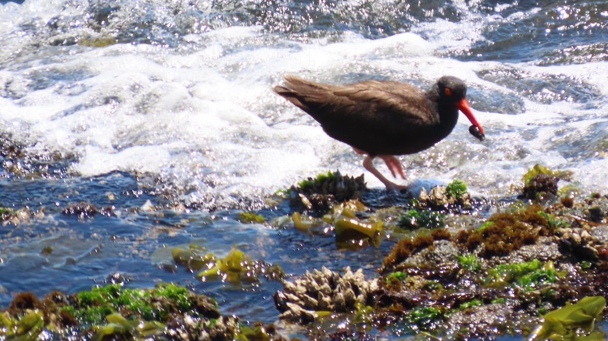 Black Oystercatcher - ML623377442