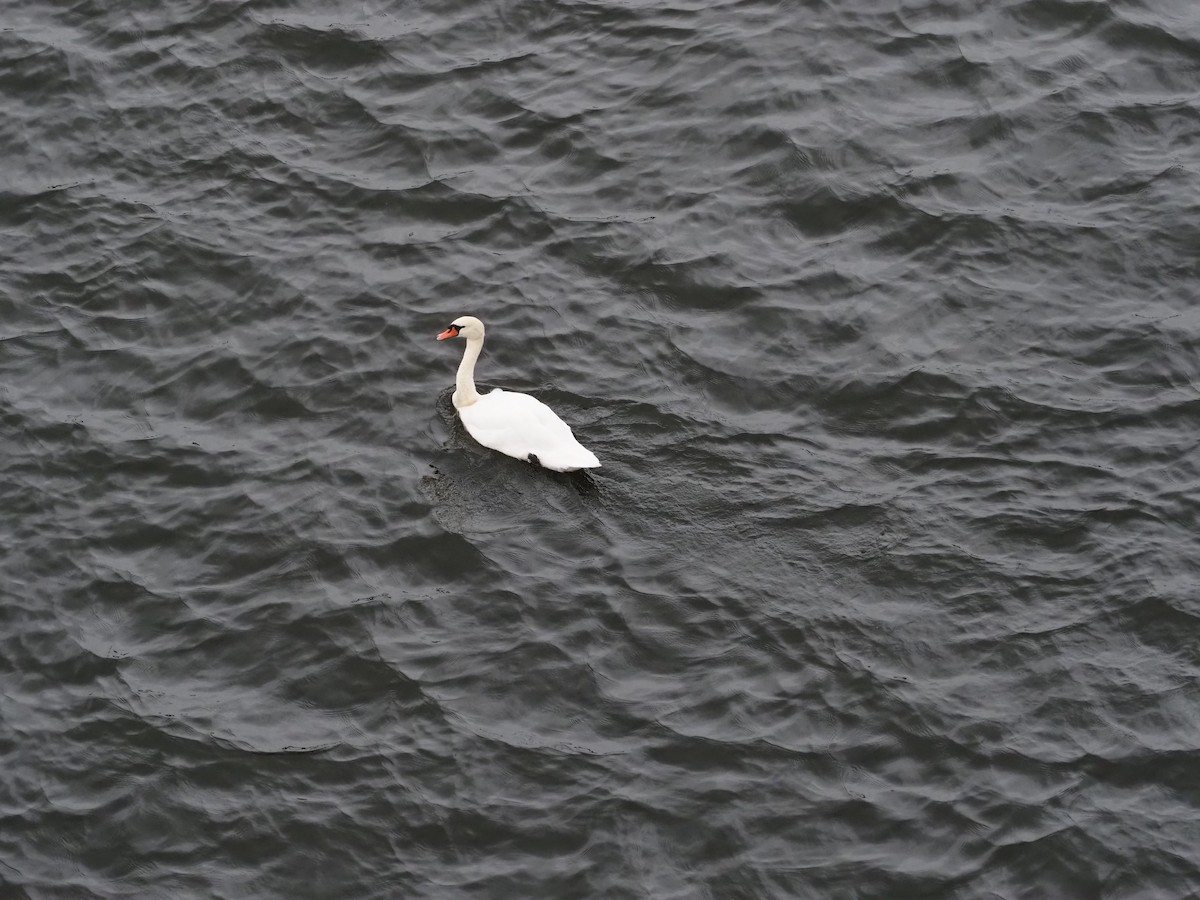 labuť velká - ML623377457