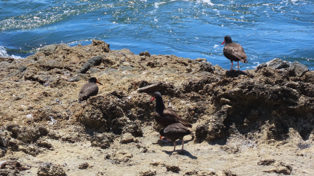 Black Oystercatcher - ML623377465