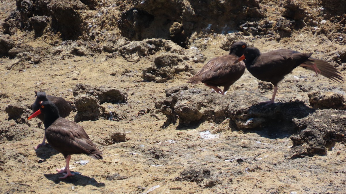 Black Oystercatcher - ML623377469