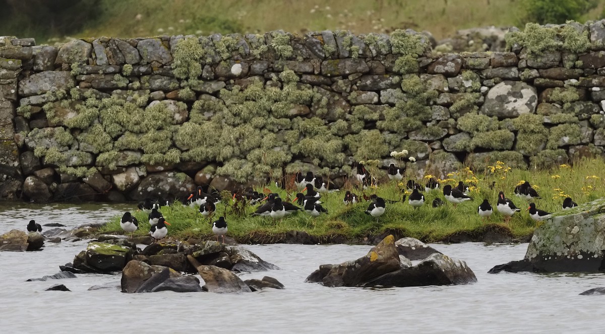Eurasian Oystercatcher - ML623377532