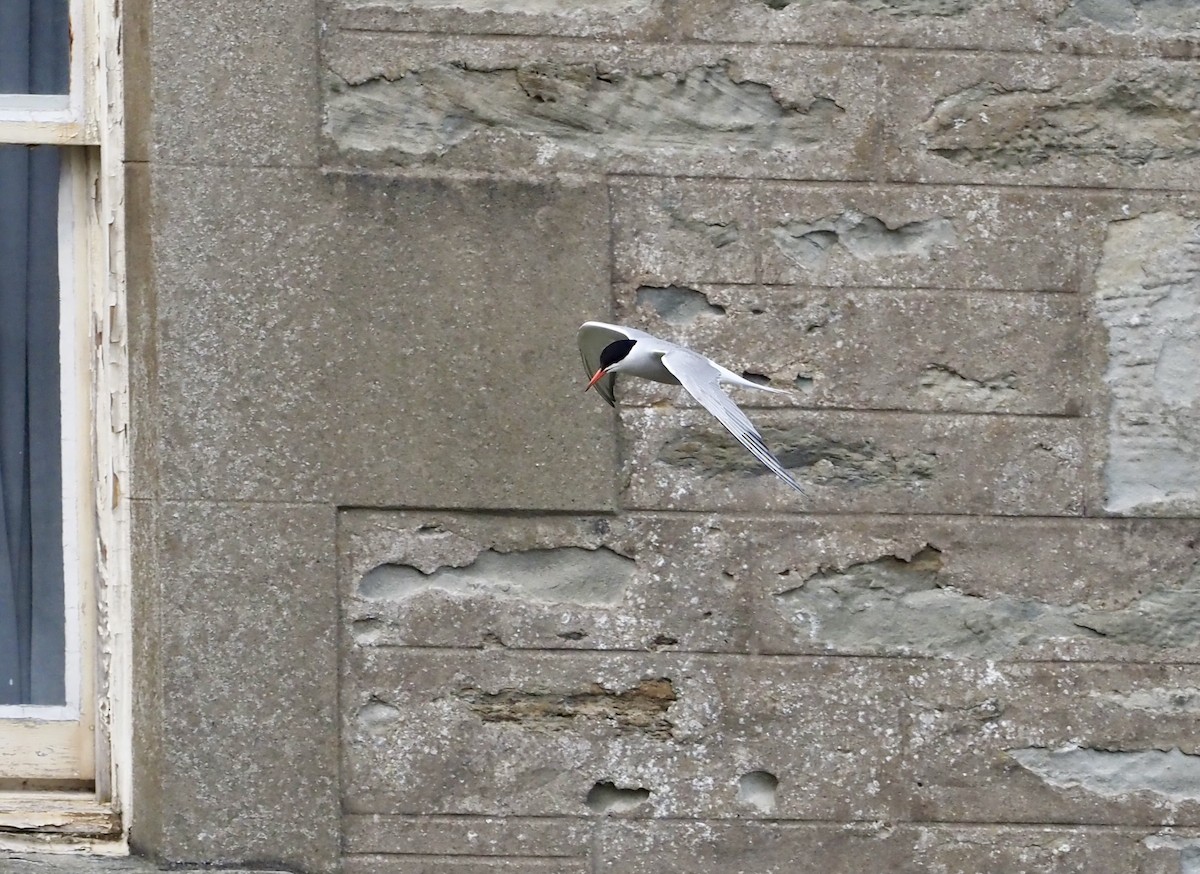 rybák obecný - ML623377580