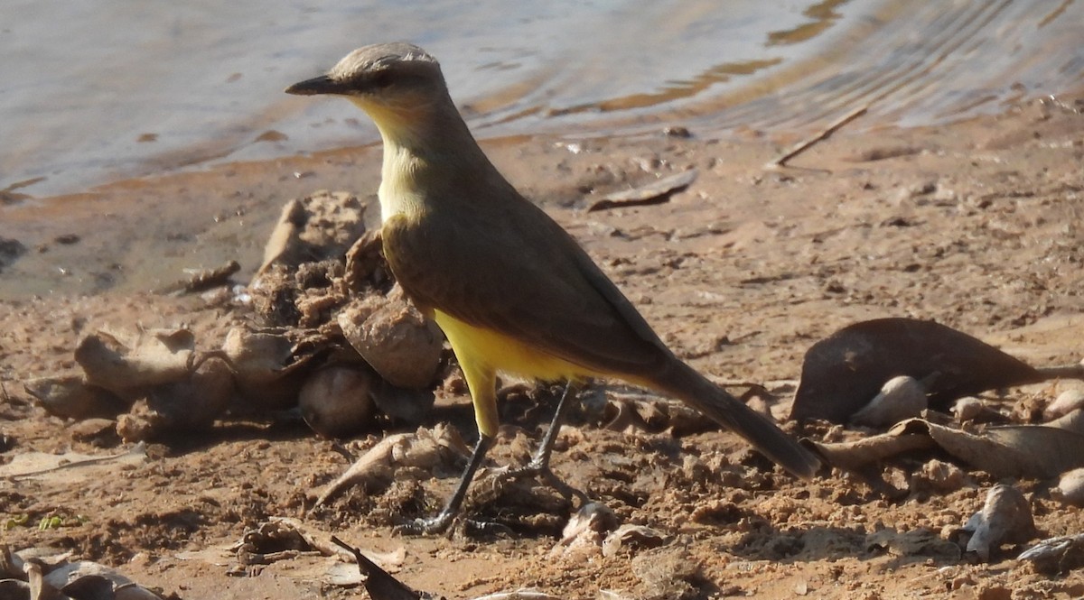 Cattle Tyrant - ML623377587