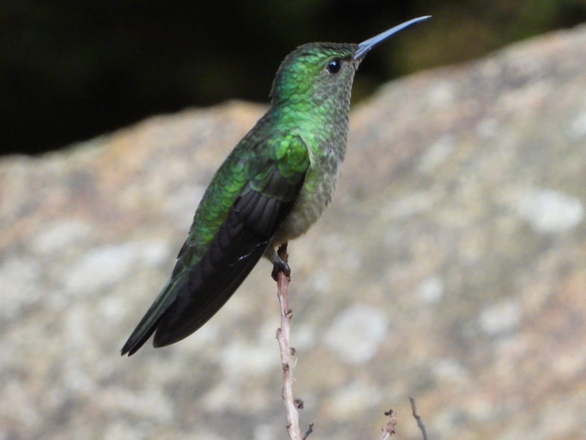 Scaly-breasted Hummingbird - ML623377603