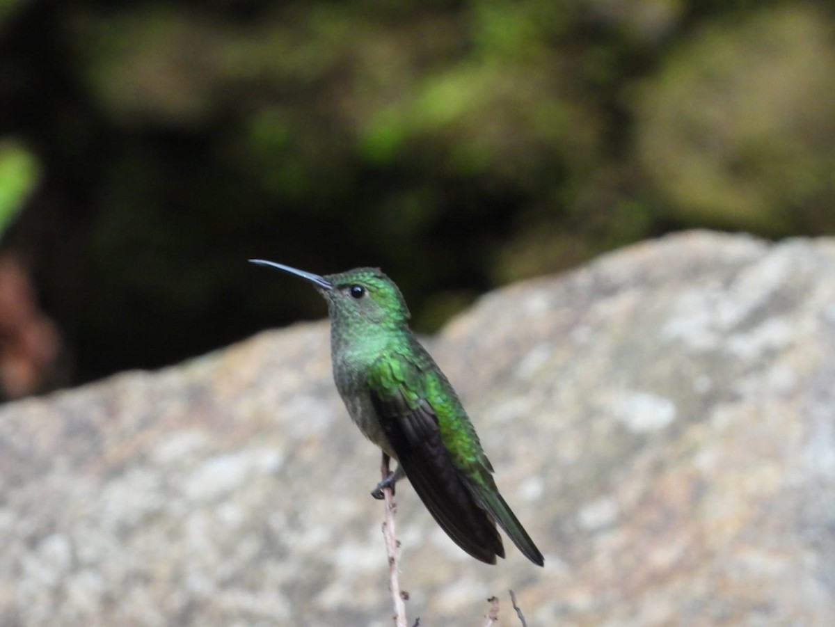 Colibrí de Cuvier - ML623377605