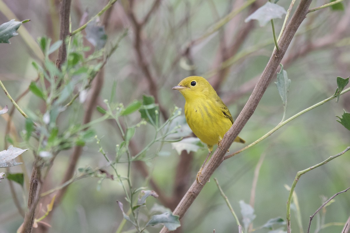 Paruline jaune - ML623377606