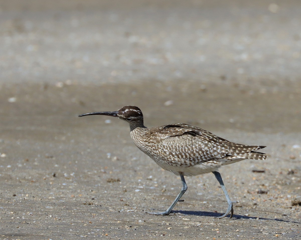 Whimbrel - ML623377607