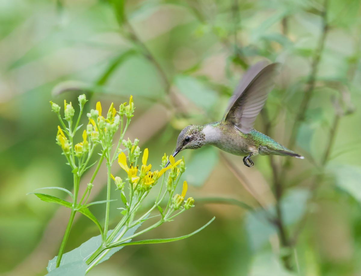 Ruby-throated Hummingbird - ML623377683