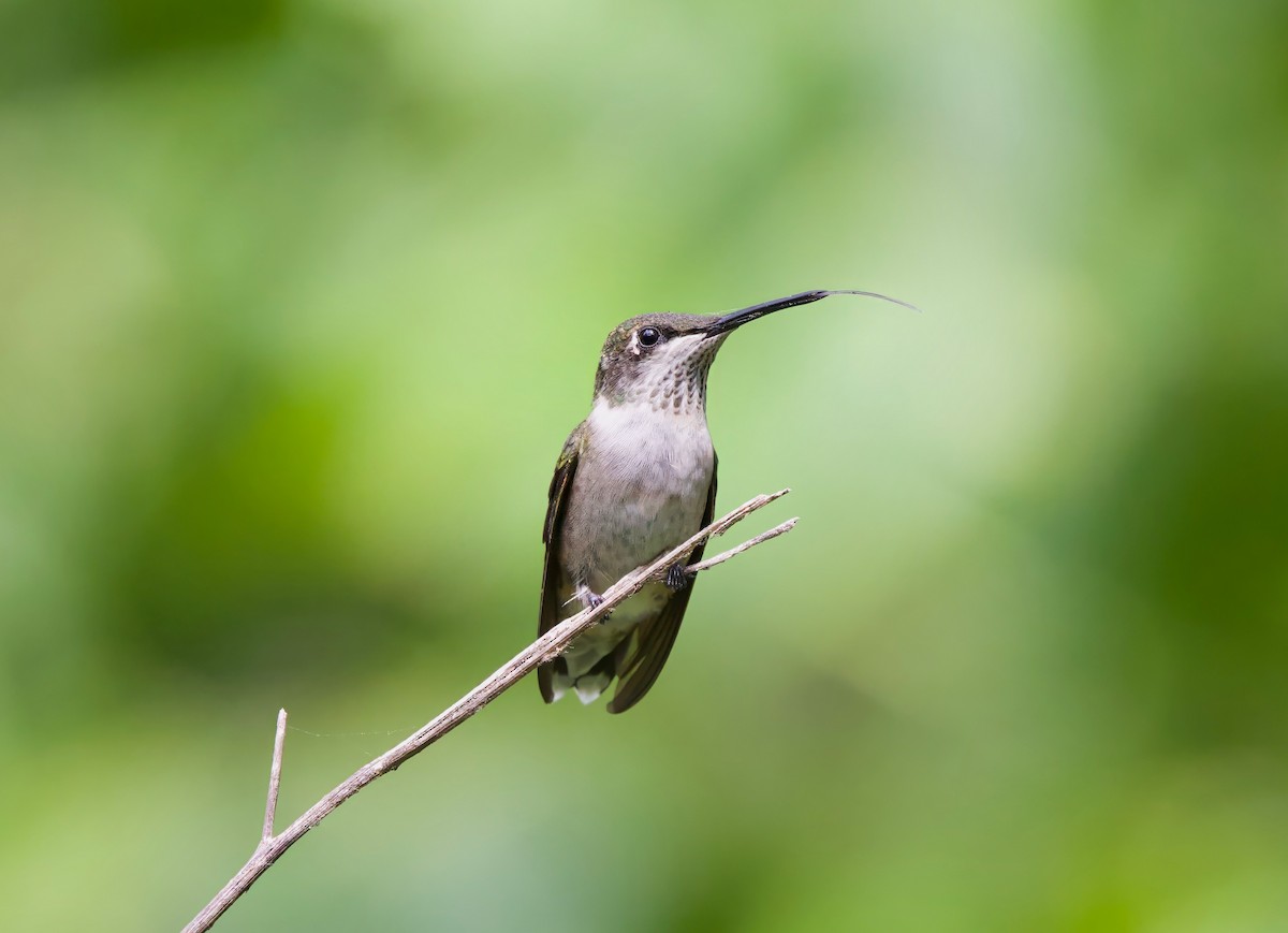 Ruby-throated Hummingbird - ML623377690