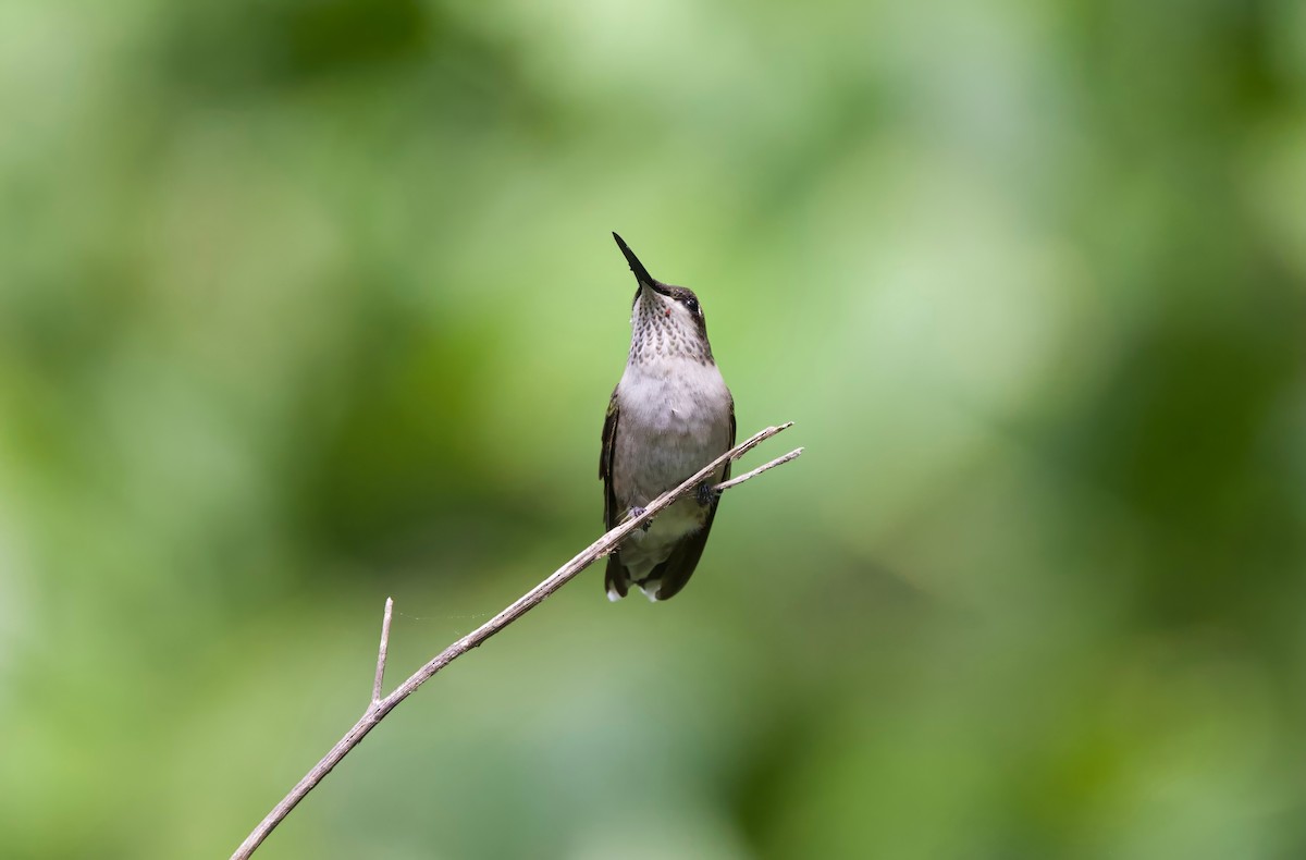 Ruby-throated Hummingbird - ML623377703