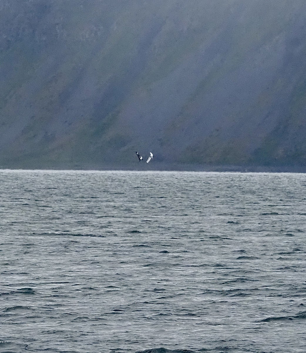 orel mořský - ML623377783