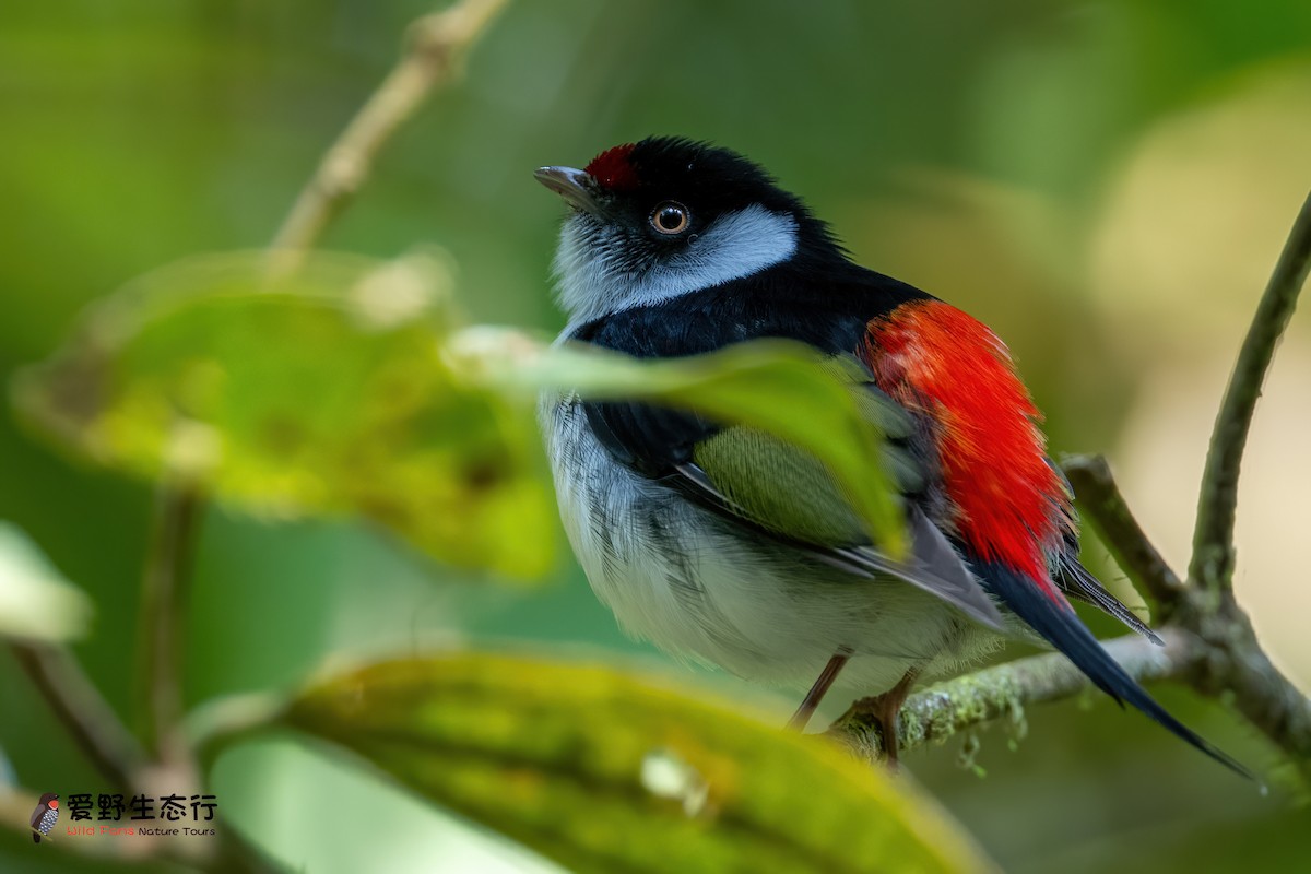 Pin-tailed Manakin - ML623377802