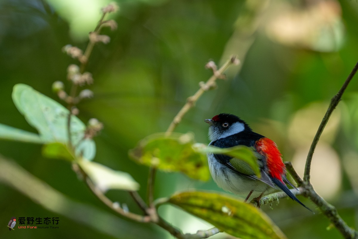 Pin-tailed Manakin - ML623377804