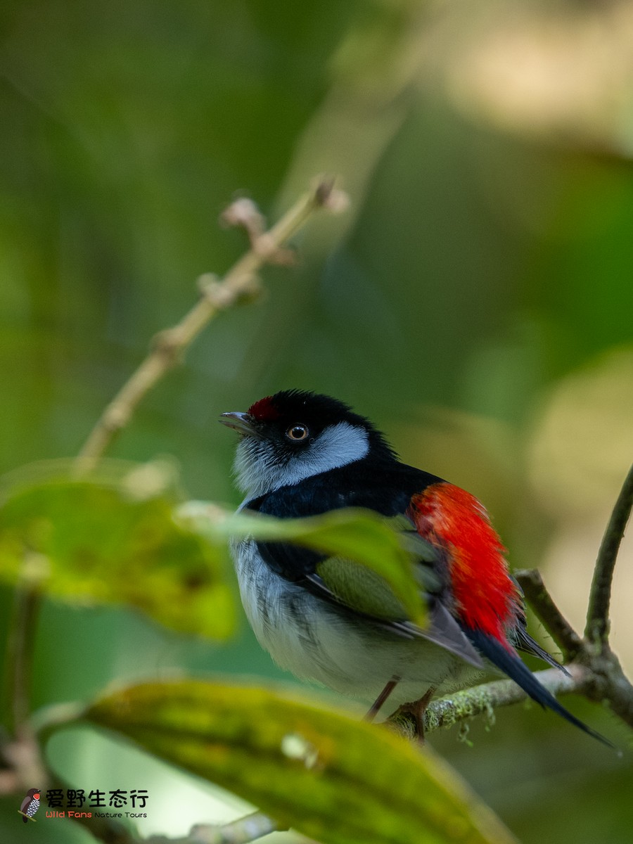 Pin-tailed Manakin - ML623377805