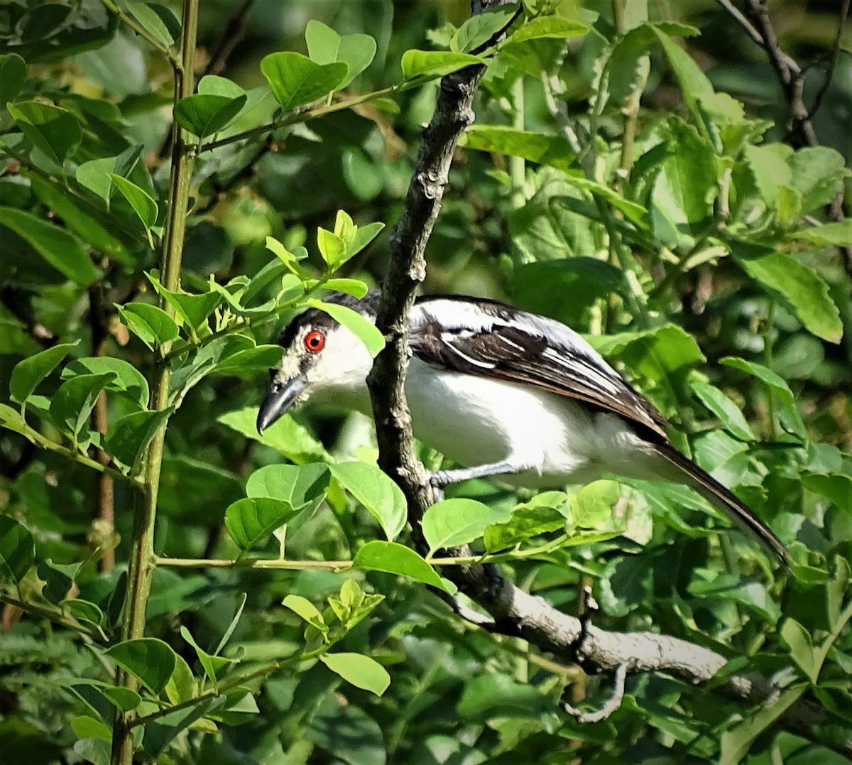 Black-backed Puffback - Doris  Schaule