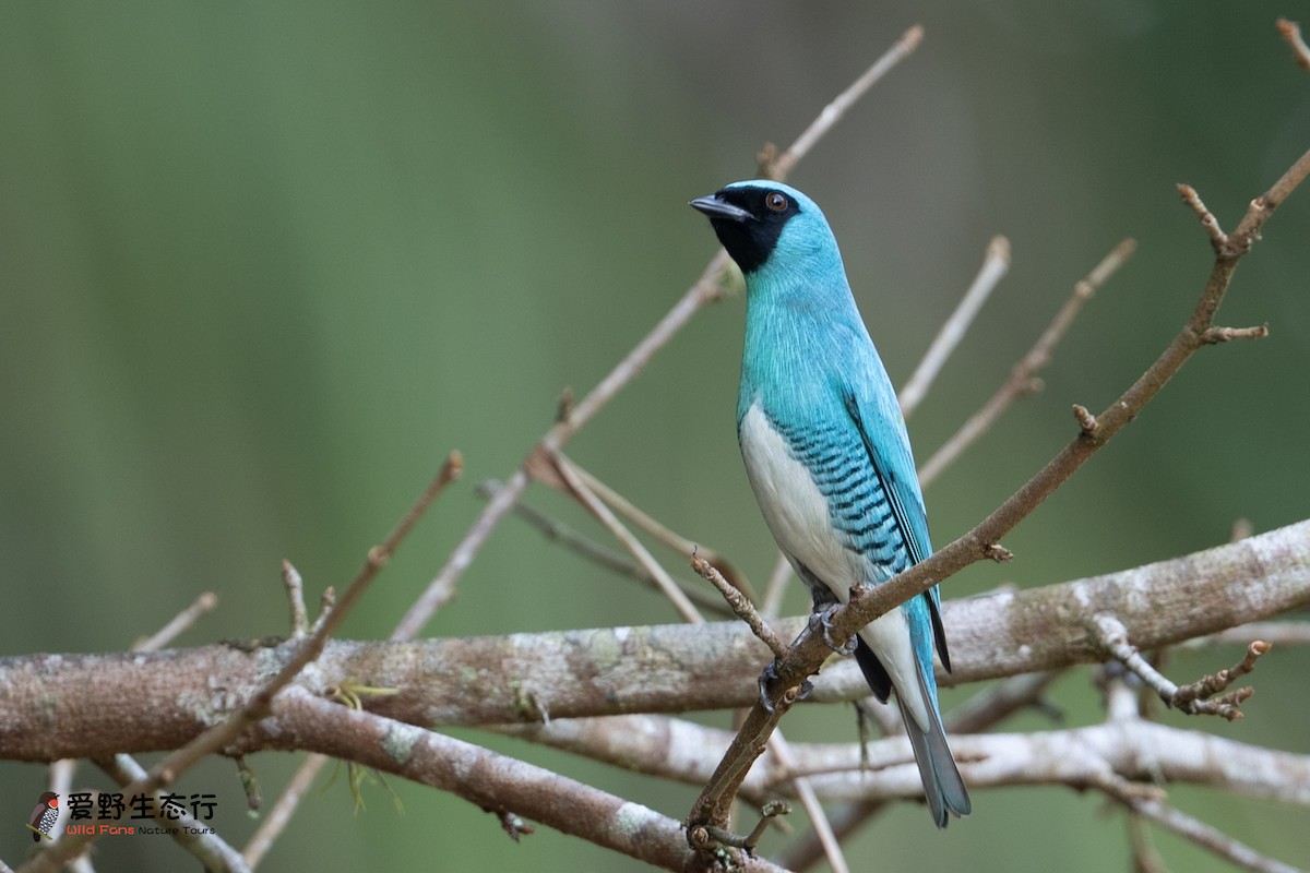 Swallow Tanager - Shigui Huang