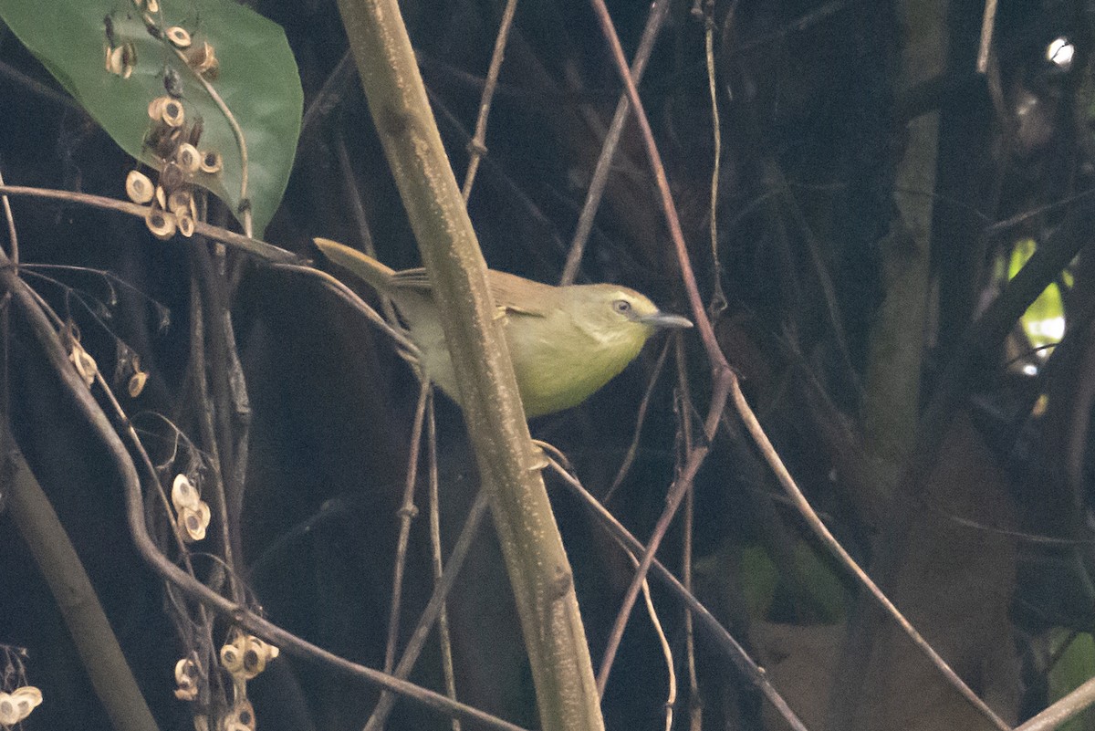 Pin-striped Tit-Babbler - ML623377813