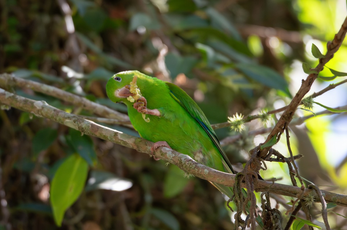 Plain Parakeet - ML623377837