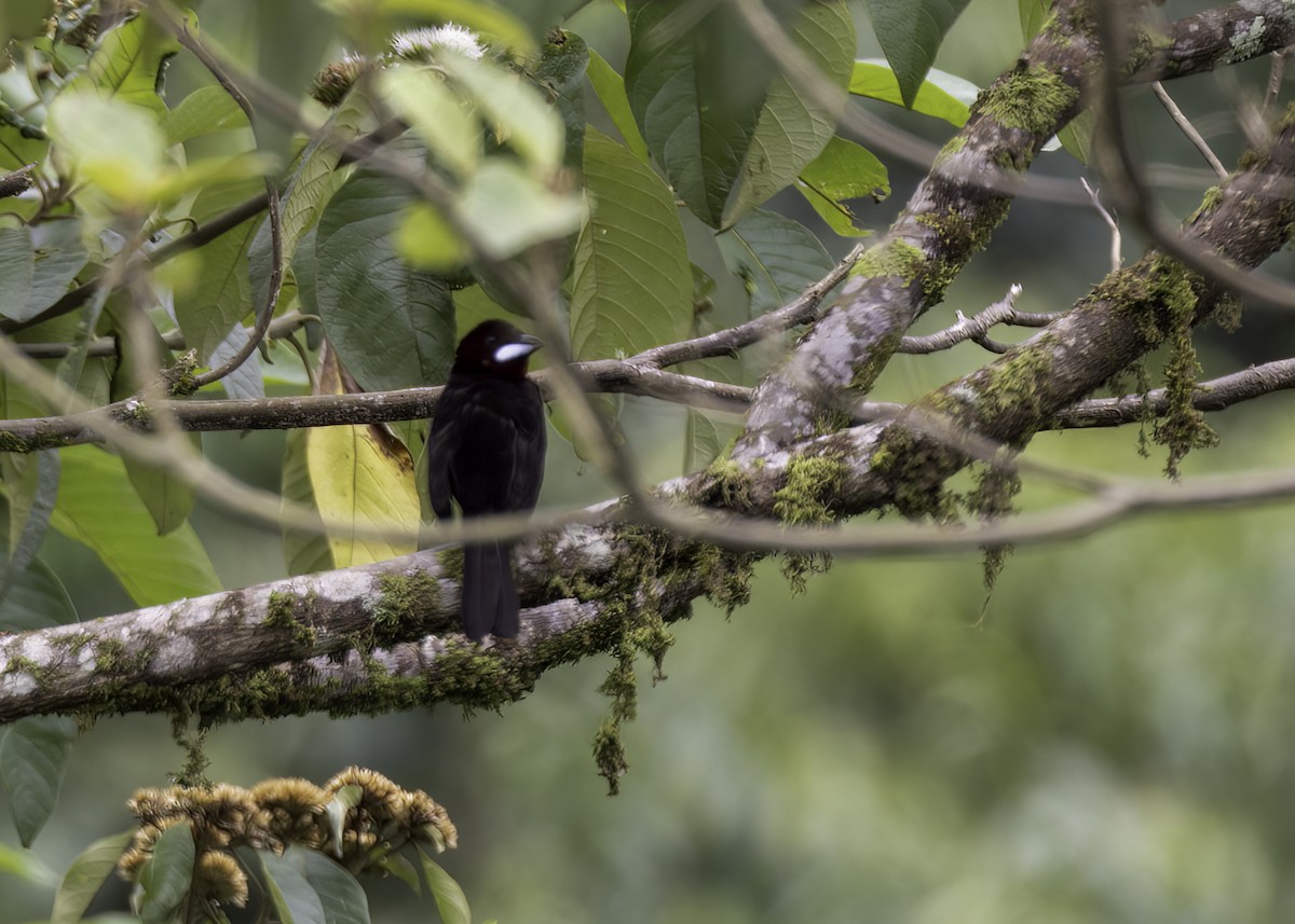 Silver-beaked Tanager - ML623377883