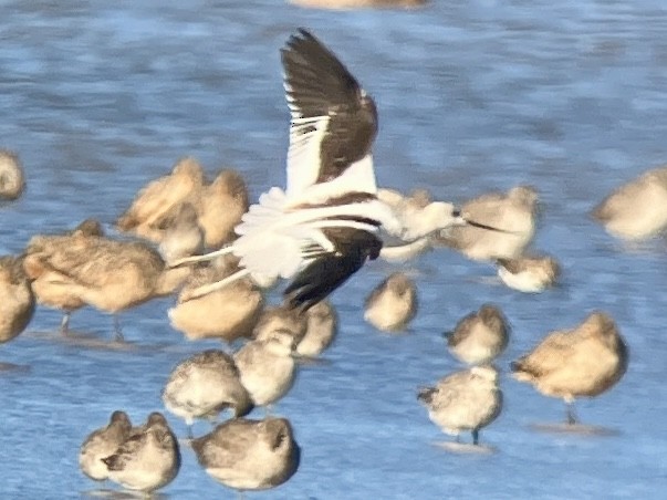 American Avocet - Roger Muskat