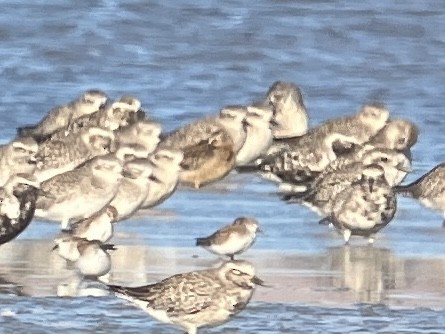 Short-billed Dowitcher - ML623377899