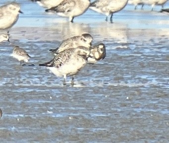 Ruddy Turnstone - ML623377918