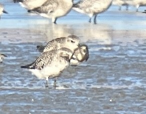 Ruddy Turnstone - ML623377919