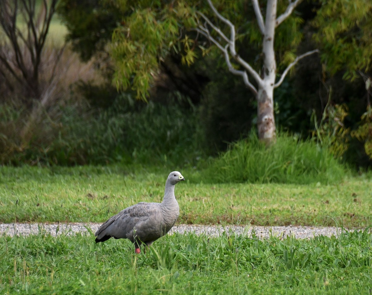 Cape Barren Goose - ML623377939