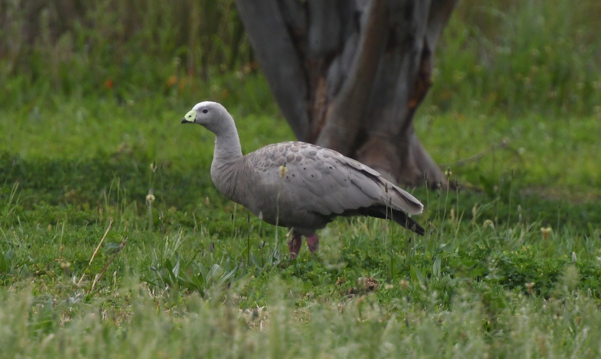 Cape Barren Goose - ML623377940