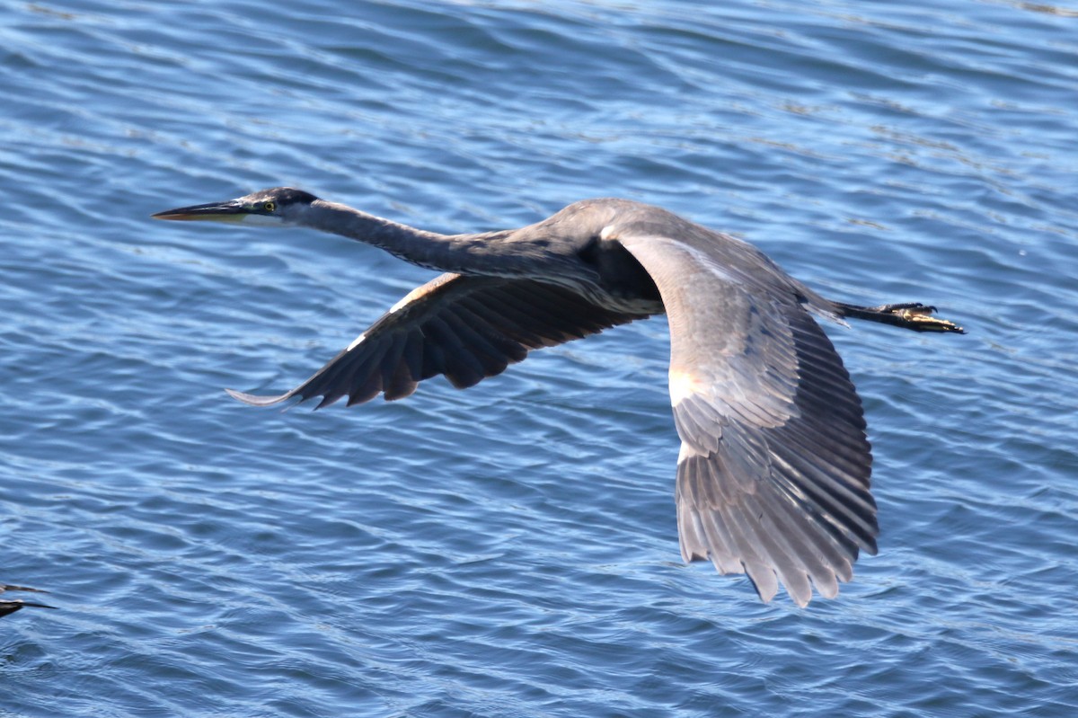 Great Blue Heron - ML623377952