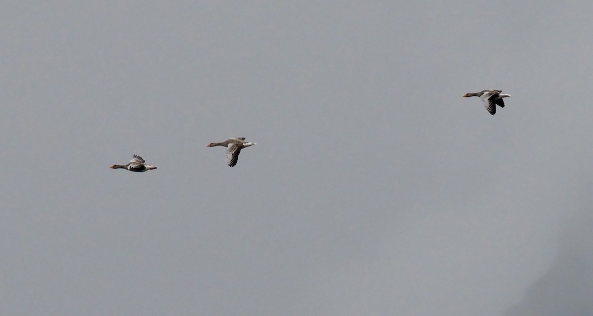 husa velká - ML623377953