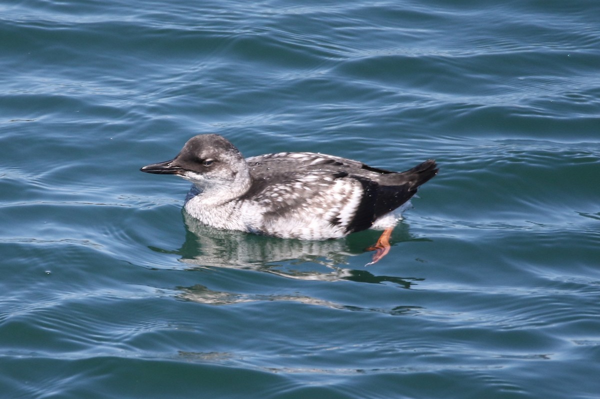 Pigeon Guillemot - ML623377968