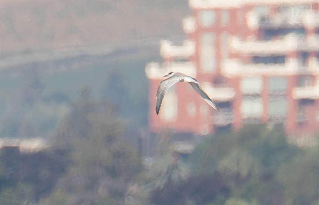 Common Tern - ML623377970