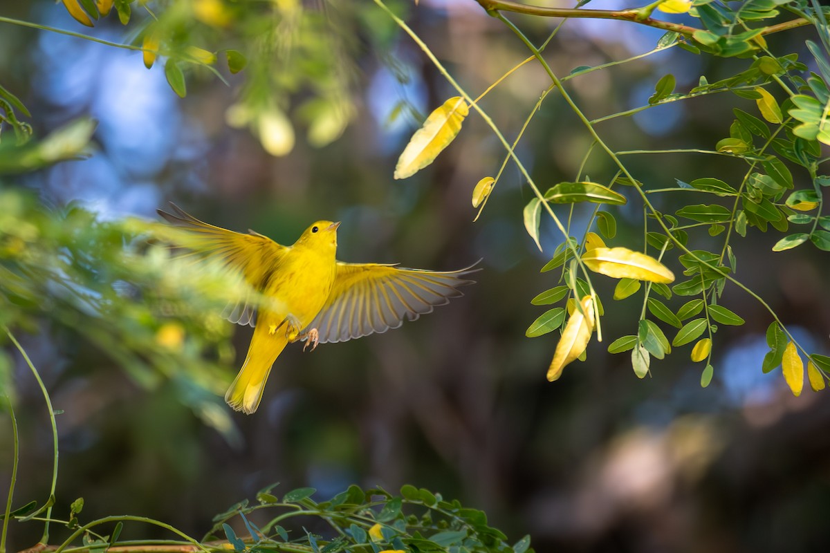 Yellow Warbler - ML623377993