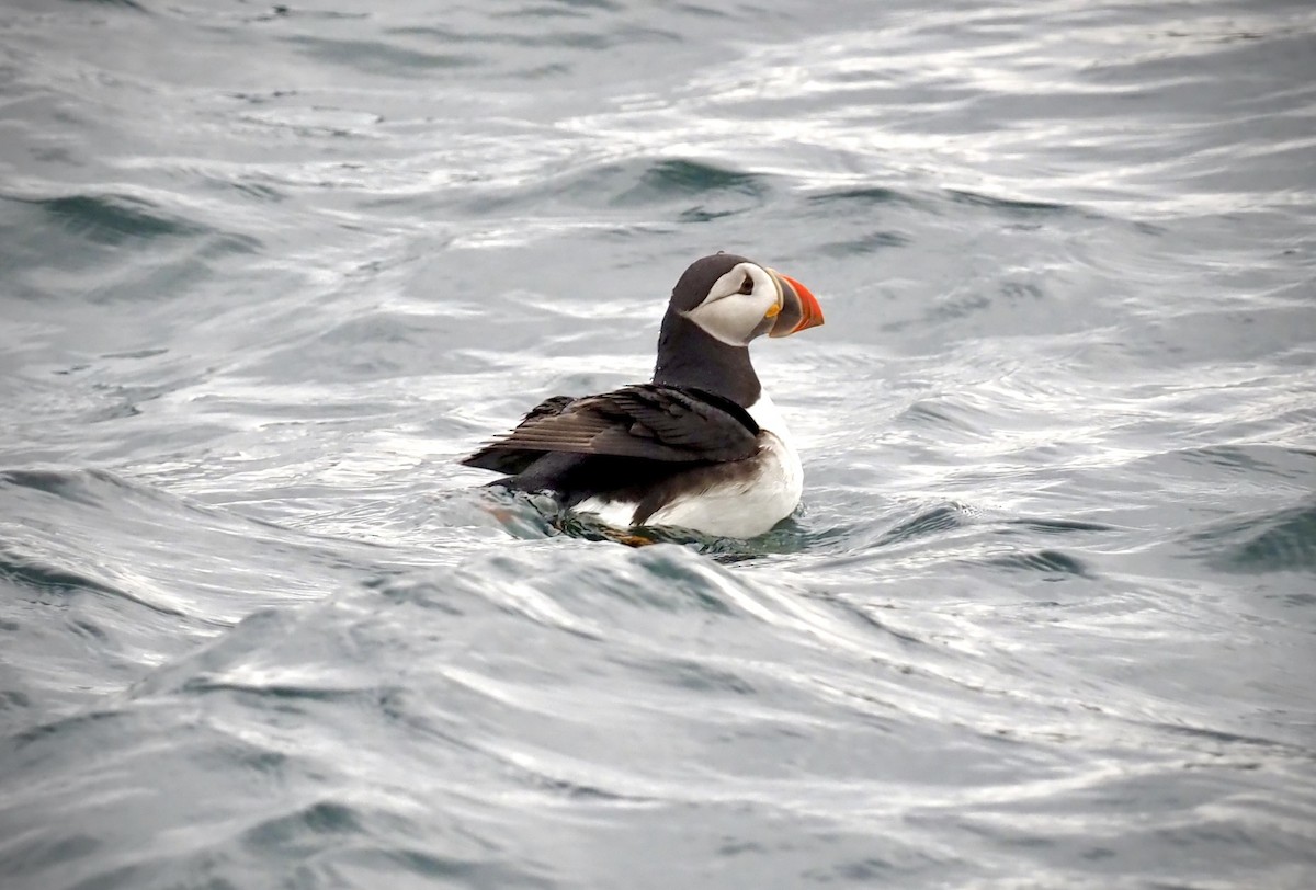 papuchalk severní - ML623378004