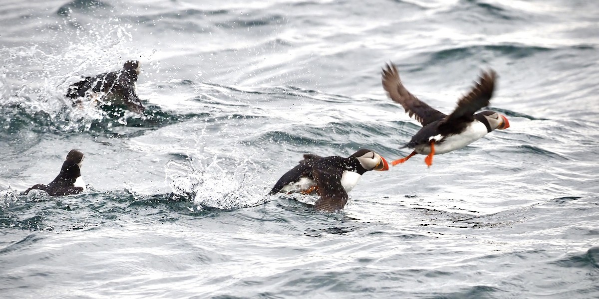 papuchalk severní - ML623378005