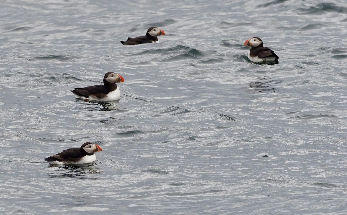 papuchalk severní - ML623378006