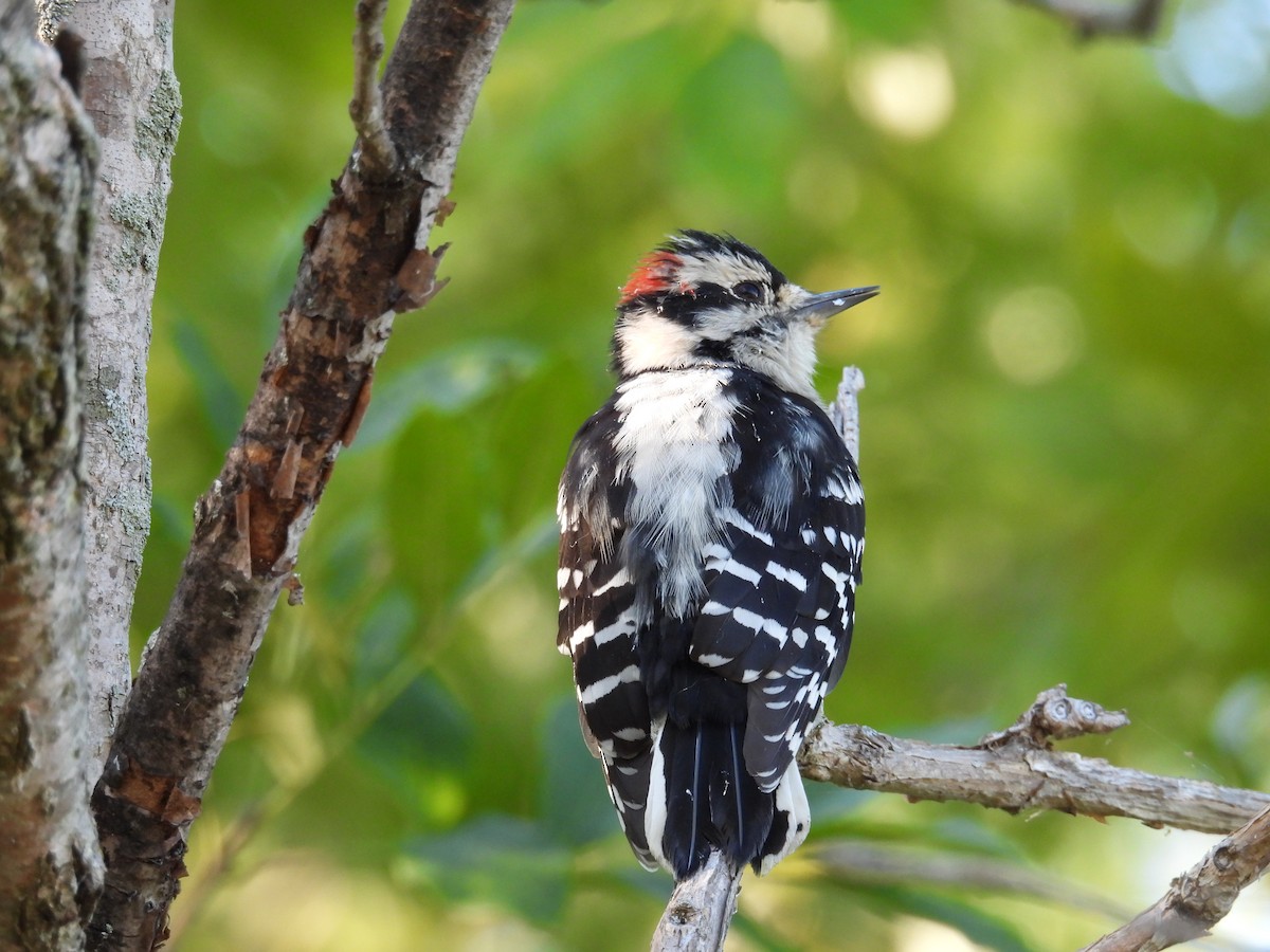 Downy Woodpecker - ML623378035