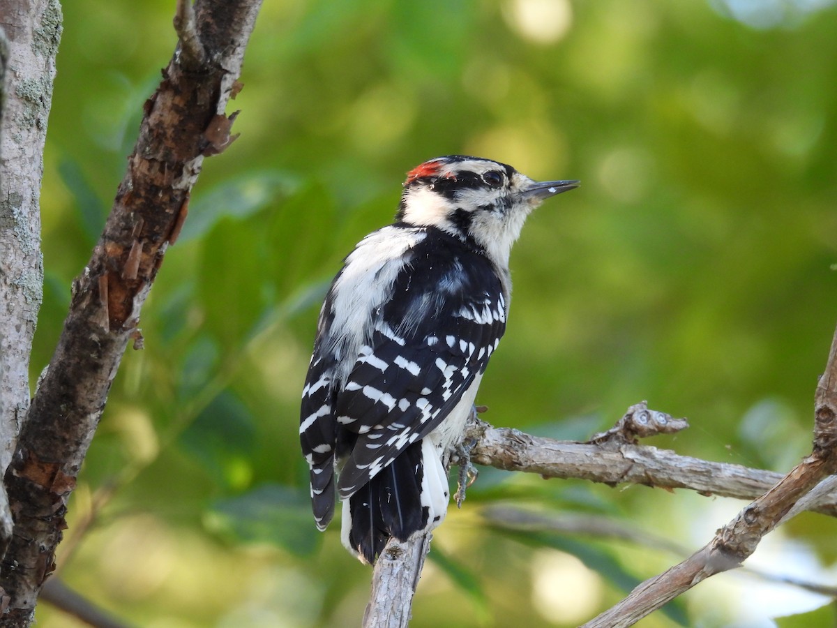 Downy Woodpecker - ML623378036