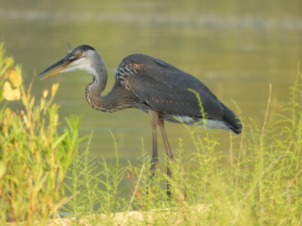 Great Blue Heron - ML623378050