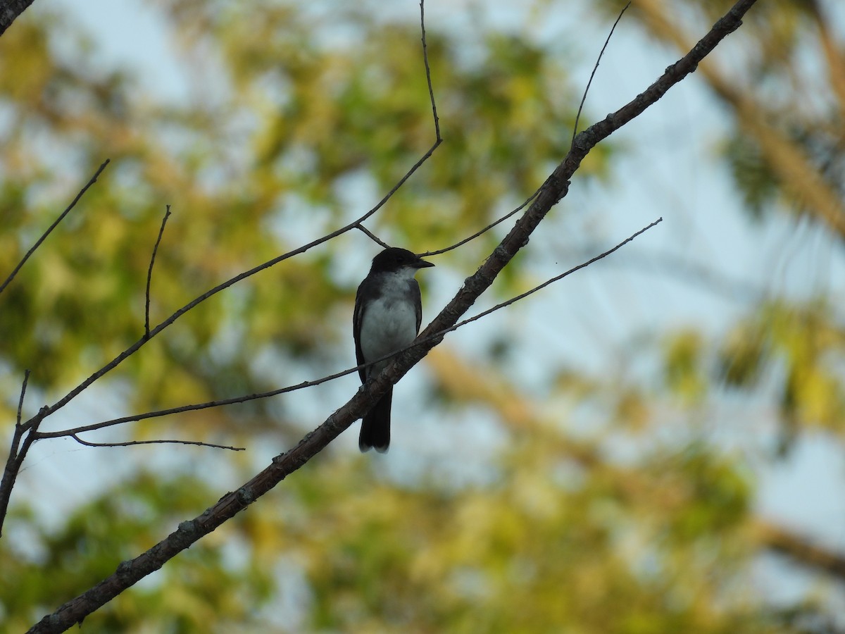 Eastern Kingbird - ML623378059