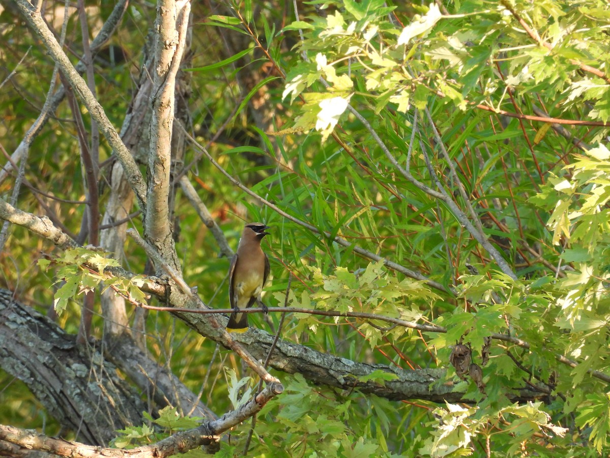 Cedar Waxwing - ML623378064