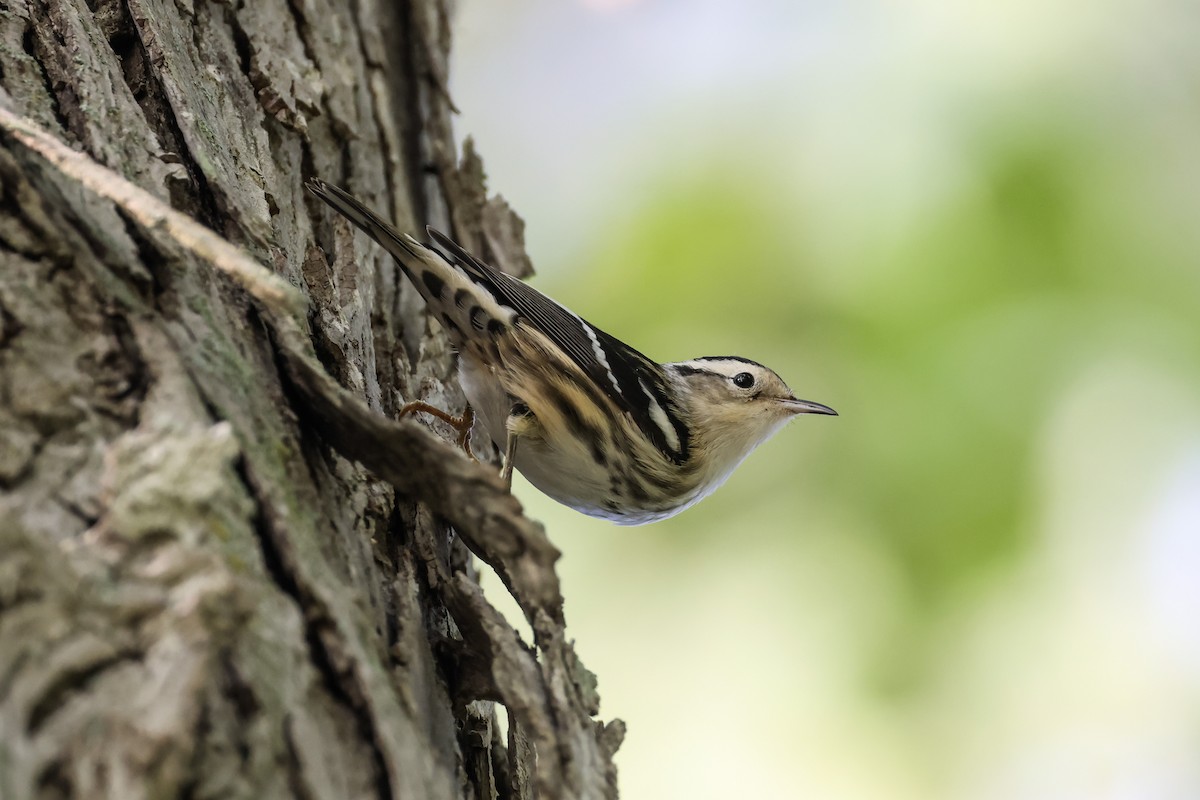 Black-and-white Warbler - ML623378065