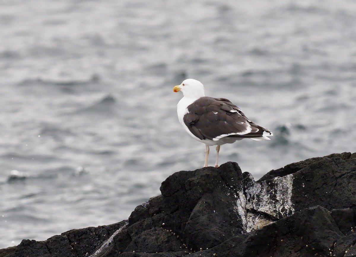 racek mořský - ML623378066