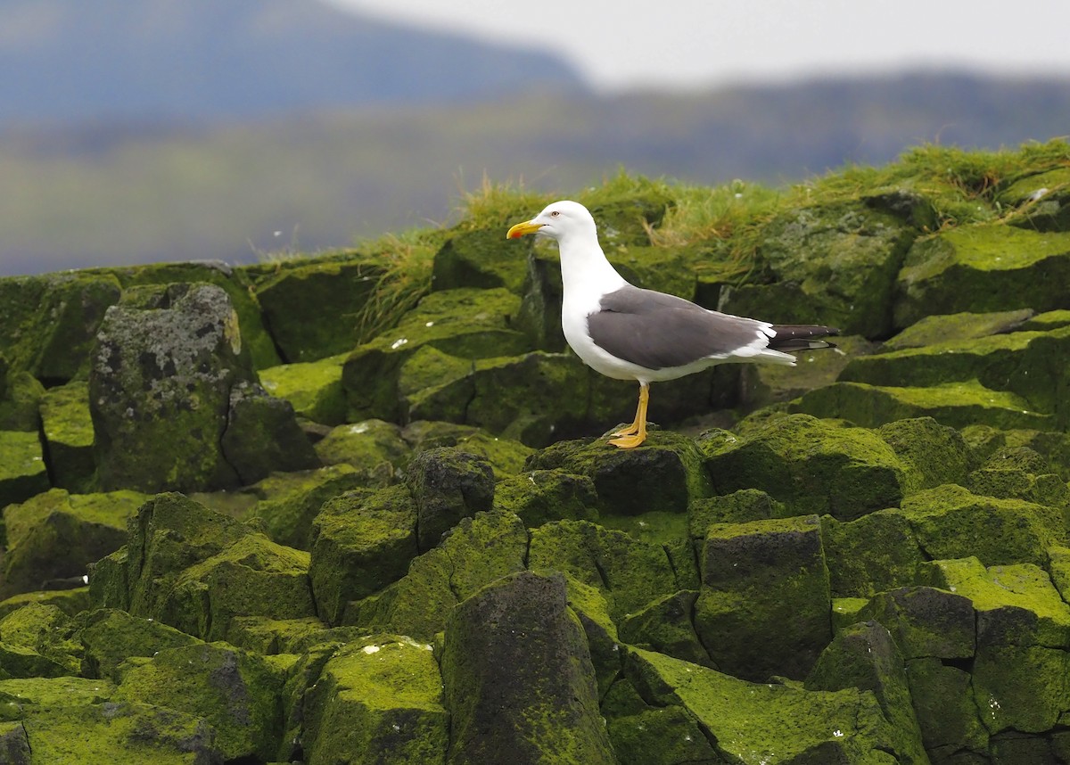 racek žlutonohý - ML623378074