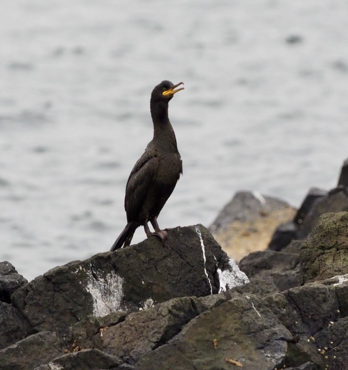 kormorán chocholatý - ML623378088