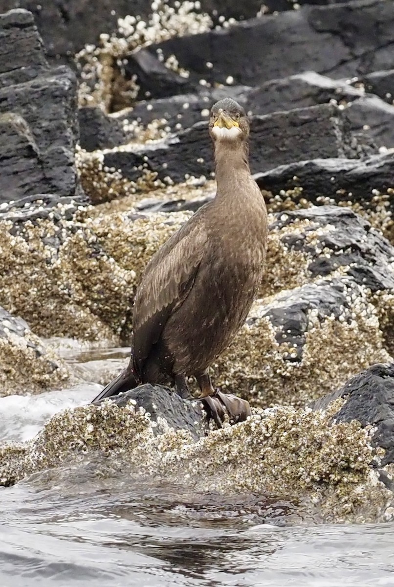 kormorán chocholatý - ML623378089