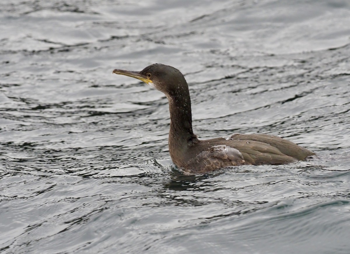 kormorán chocholatý - ML623378090